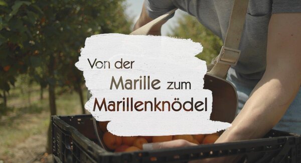 Von der Marille zum Marillenknödel_LEADER Region Weinviertel Ost