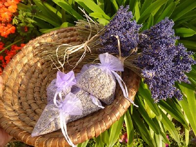 Trockenblumen, Lavendel_Graf-Greis