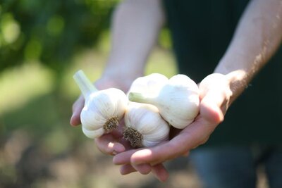 Knoblauch_Biohof Wiesinger, MüllnerKnoblauch_Biohof Wiesinger, Müllner